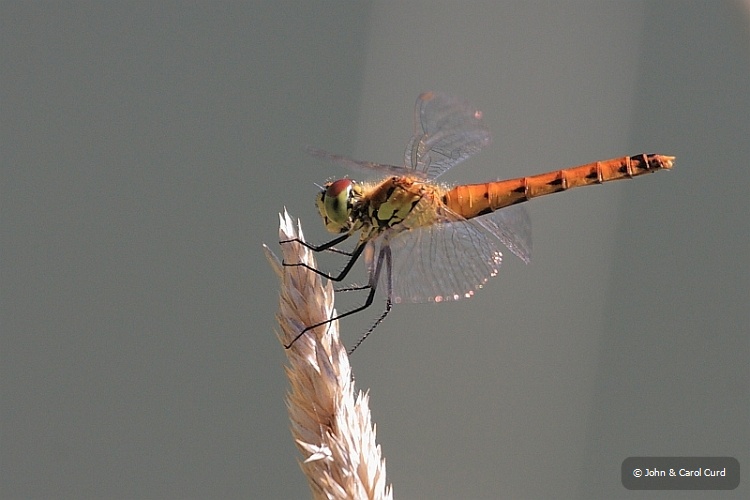 IMG_1621_Sympetrum_depressiusculum.JPG