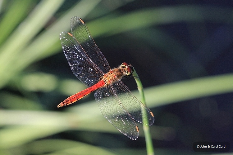 IMG_1768_Sympetrum_depressiusculum.JPG