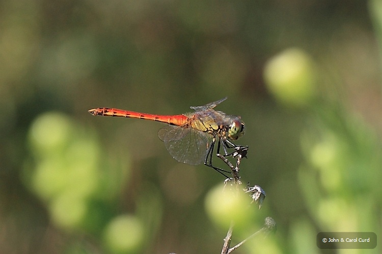 IMG_2720_Sympetrum_depressiusculum.JPG