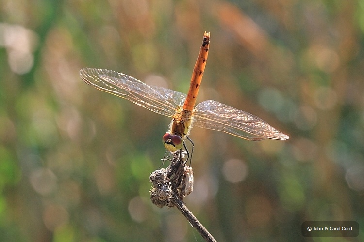 IMG_2761_Sympetrum_depressiusculum.JPG