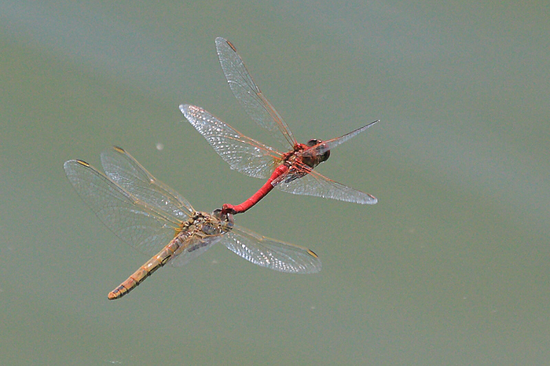 IMG_0507 Sympetrum fonscolombii.JPG