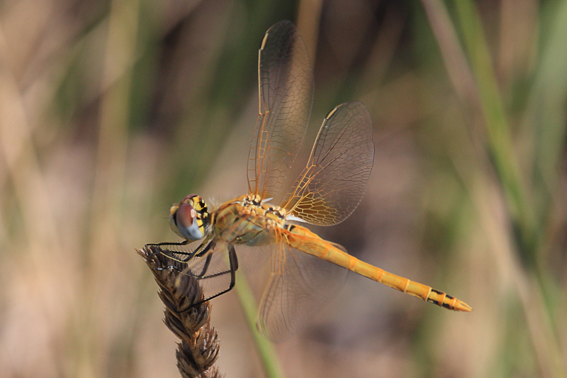 IMG_1683 Sympetrum fonscolombii.JPG