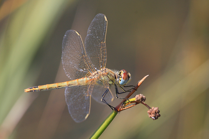 IMG_1688 Sympetrum fonscolombii.JPG