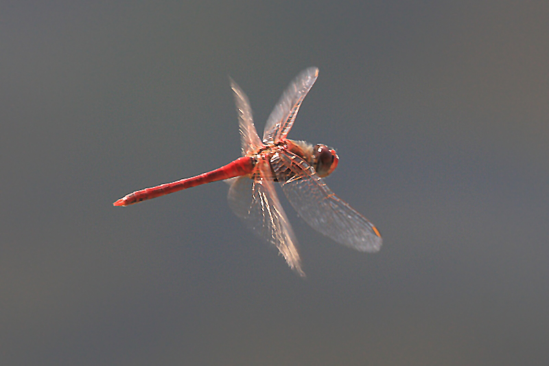 IMG_1914 Sympetrum fonscolombii.JPG