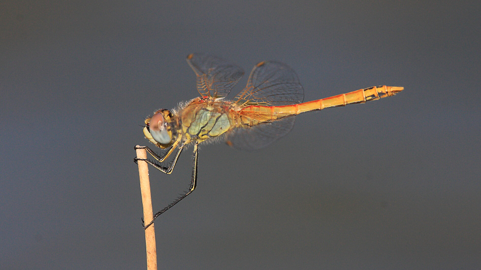 IMG_2110 Sympetrum fonscolombii.JPG