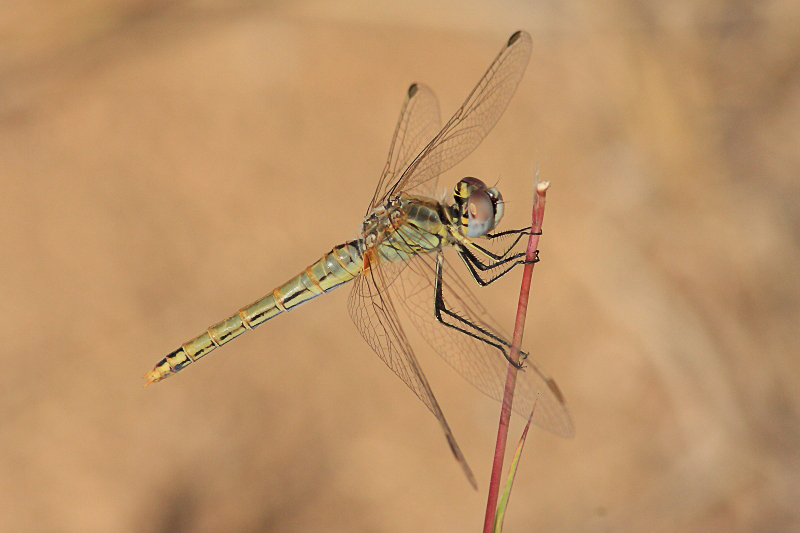 IMG_3352 Sympetrum fonscolombii.JPG