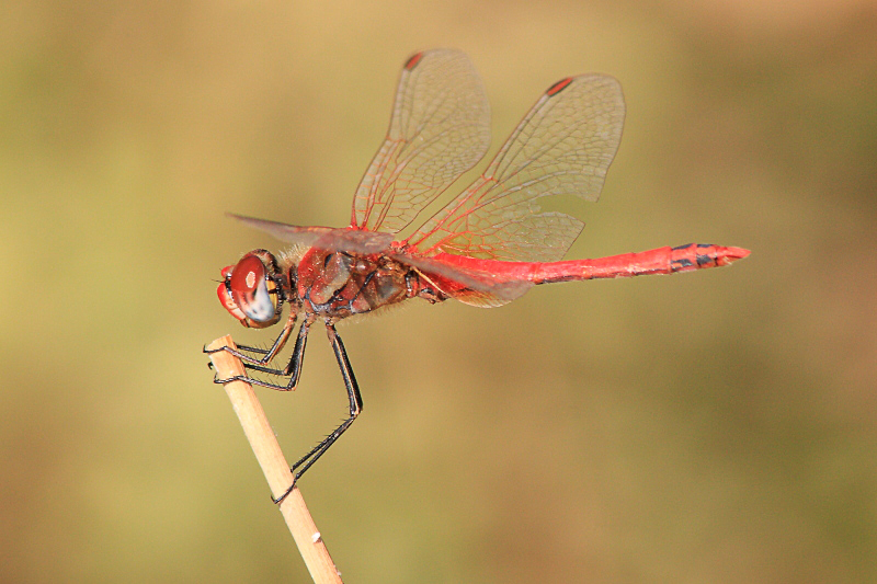 IMG_3609 Sympetrum fonscolombii.JPG