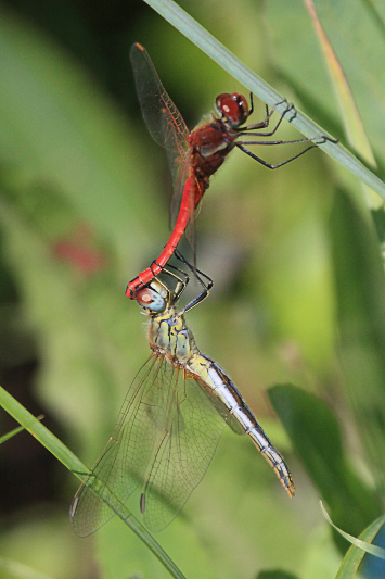 IMG_5835 Sympetrum fonscolombii.JPG