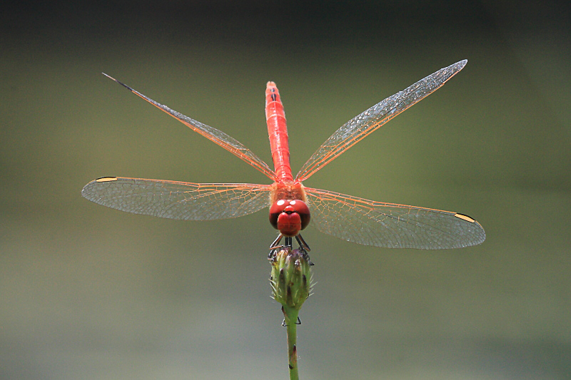 IMG_6146 Sympetrum fonscolombii.JPG