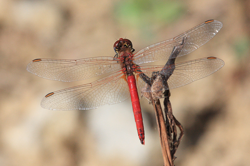 IMG_6369 Sympetrum fonscolombii.JPG