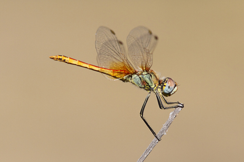 J01_3711 Sympetrum fonscolombii.JPG