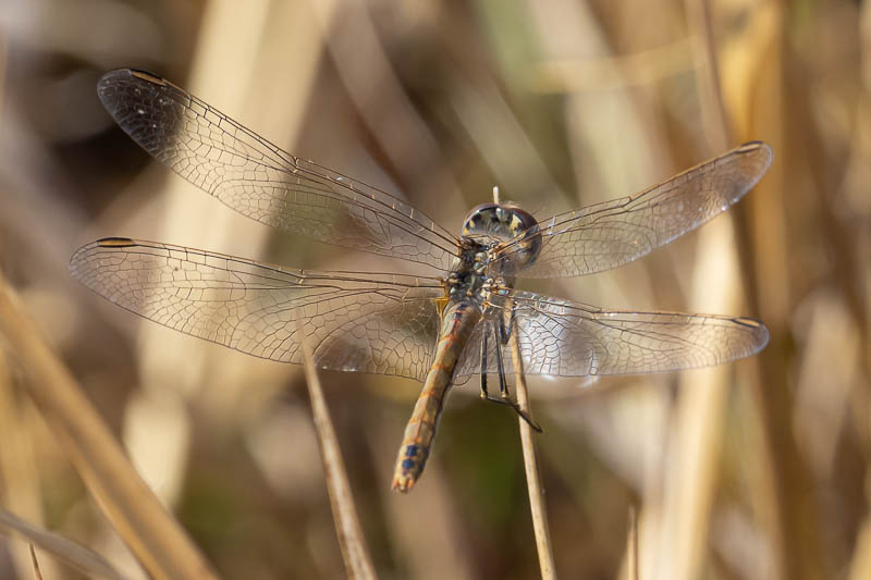 Sympetrum fonscolombii female Botswana-225967.jpg