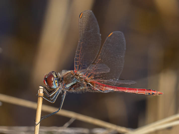 Sympetrum fonscolombii male Botswana-225981.jpg