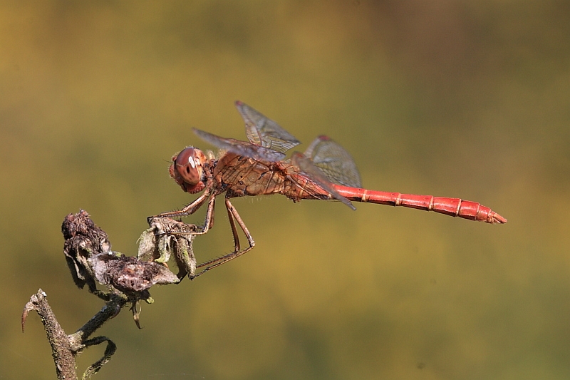 IMG_1477_Sympetrum_meridionale.JPG