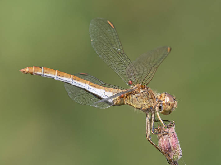 Sympetrum meridionale female blue underside-220028.jpg