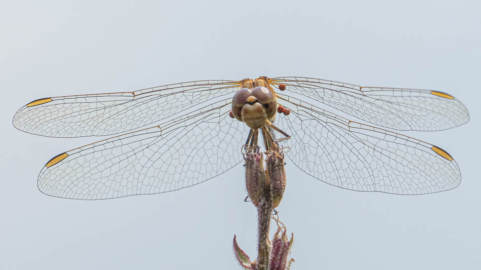 Sympetrum meridionale female with mites-220020.jpg