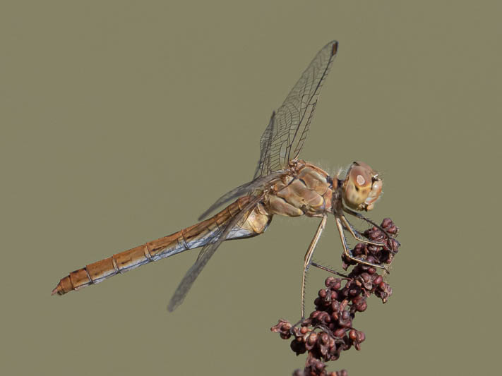 Sympetrum meridionale female-220012.jpg