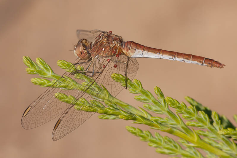 Sympetrum meridionale female-3338.jpg