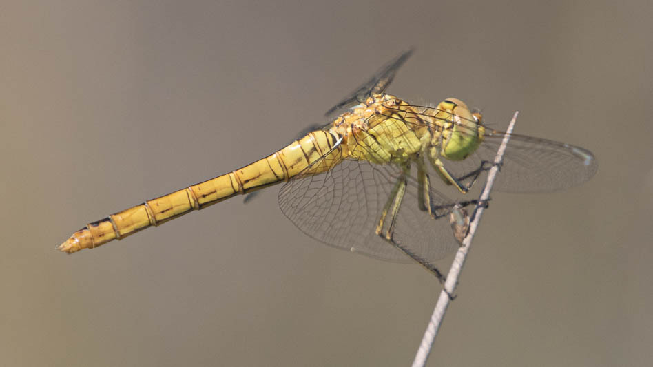 Sympetrum meridionale imm female-1126.jpg