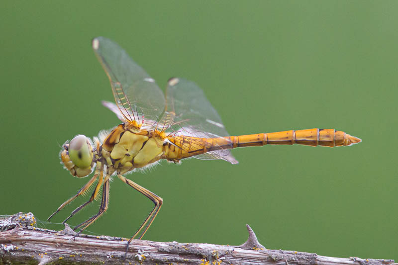 Sympetrum meridionale imm male-1609.jpg