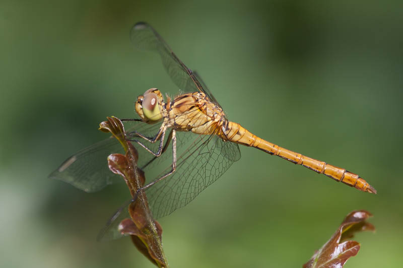 Sympetrum meridionale imm male-5522.jpg