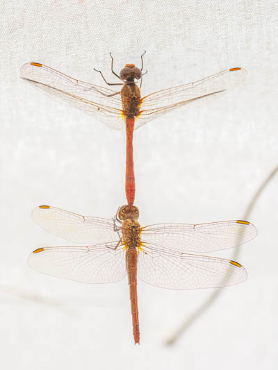 Sympetrum meridionale in tandem.jpg