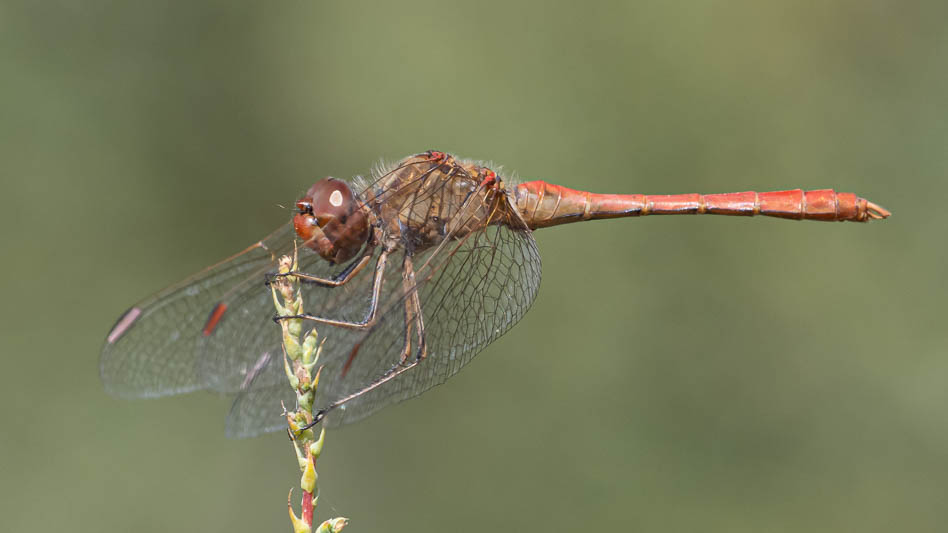 Sympetrum meridionale male-220254.jpg