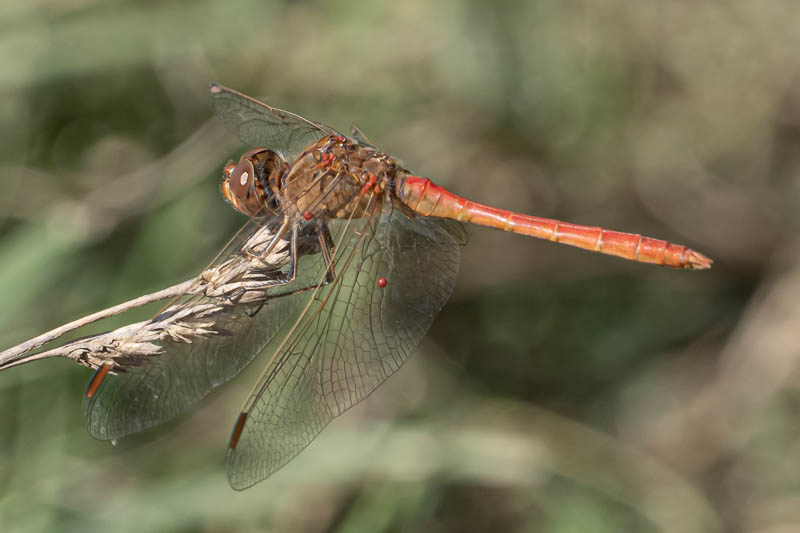 Sympetrum meridionale male-220256.jpg