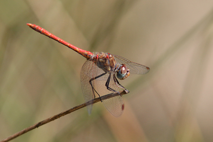 J15B0250 Sympetrum sinaiticum male.JPG