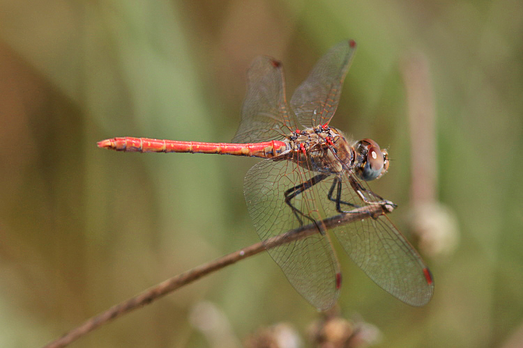 J15B0251 Sympetrum sinaiticum male.JPG