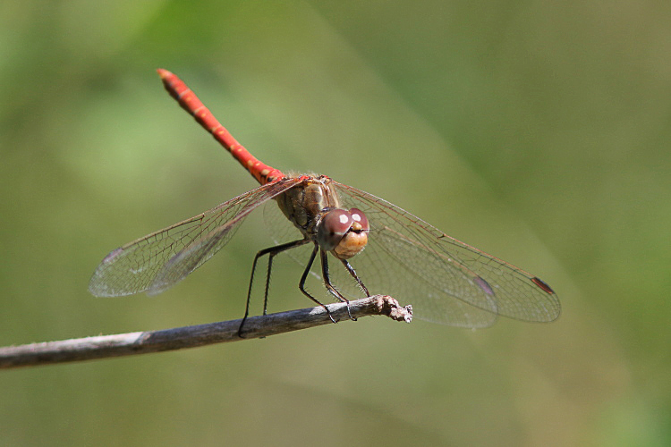 J15B0254 Sympetrum sinaiticum male.JPG