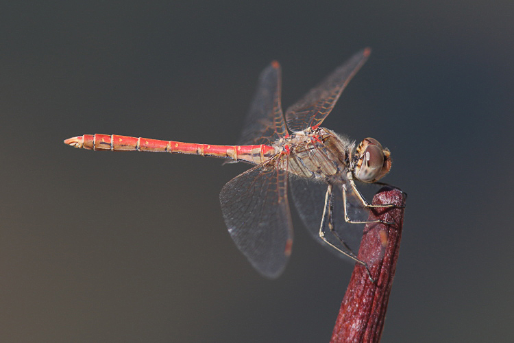 J15B0345 Sympetrum sinaiticum male.JPG