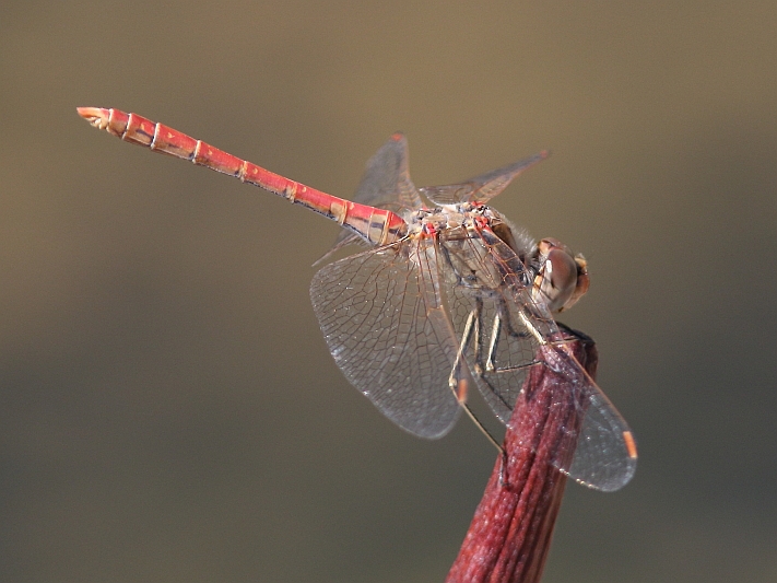 J15B0350 Sympetrum sinaiticum male.JPG