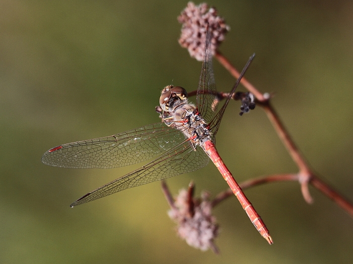 J16_0623 Sympetrum sinaiticum male.JPG