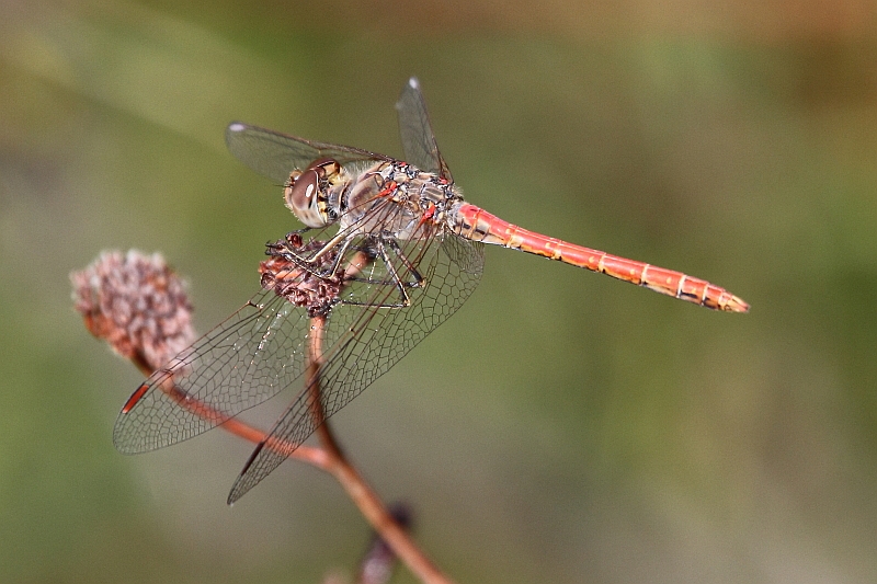 J16_0630 Sympetrum sinaiticum male.JPG