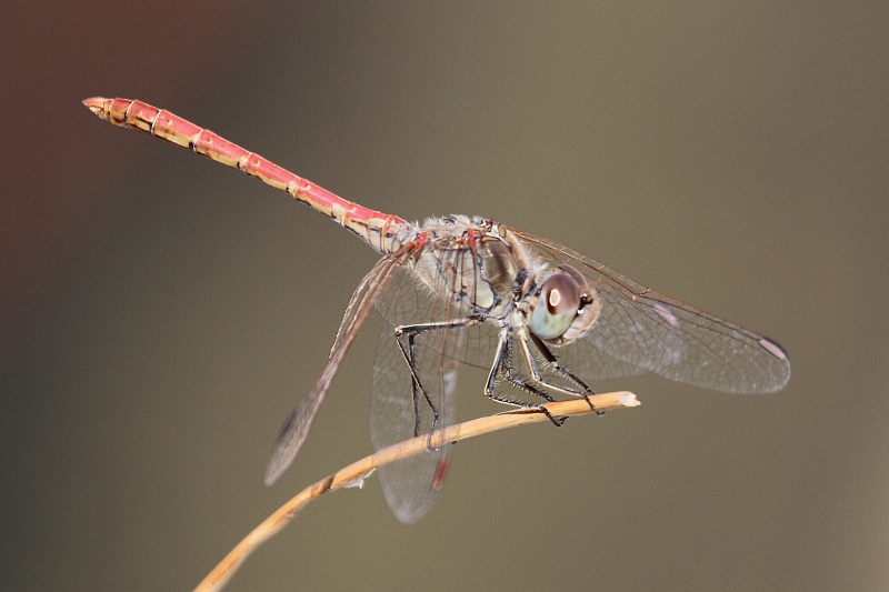 J17_1610 Sympetrum sinaiticum male.JPG