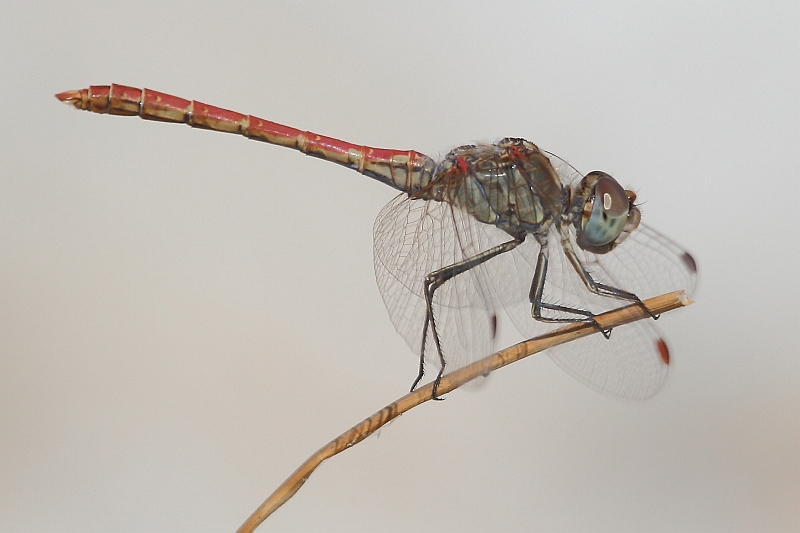 J17_1611 Sympetrum sinaiticum male.JPG