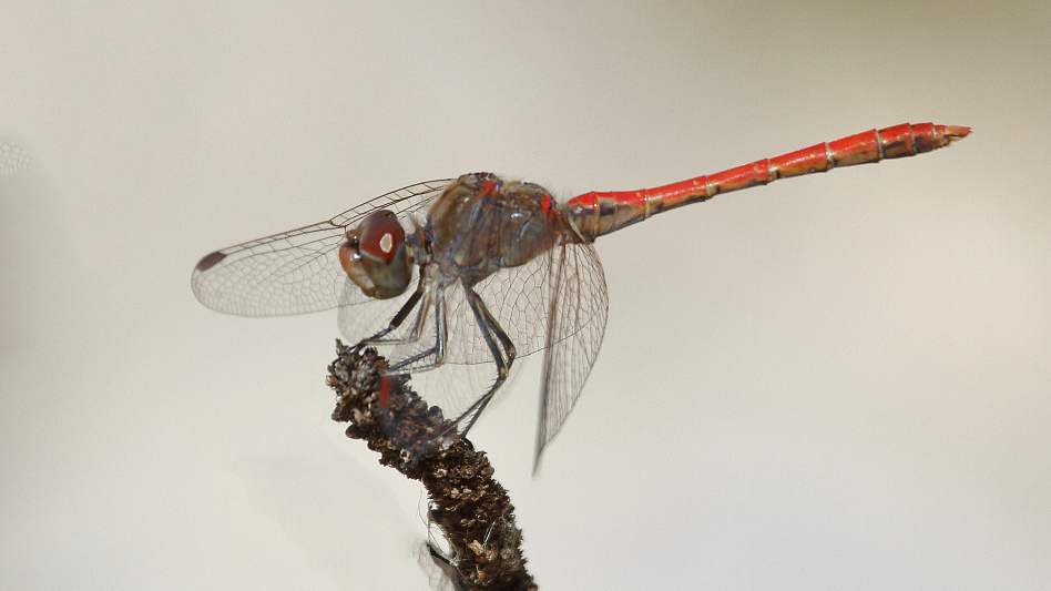 J18_2165 Sympetrum sinaiticum male.JPG