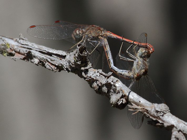 J18_2204 Sympetrum sinaiticum in cop.JPG