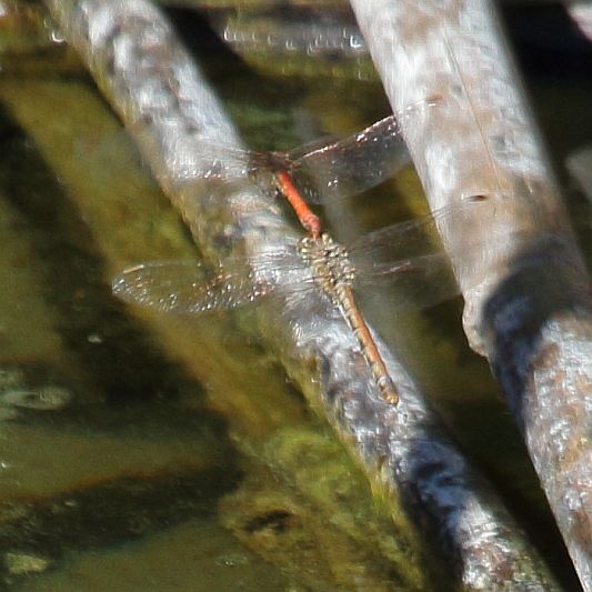 J18_2216 Sympetrum sinaiticum ovip.JPG