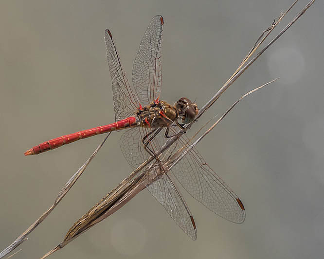 Sympetrum sinaiticum male-190040.jpg