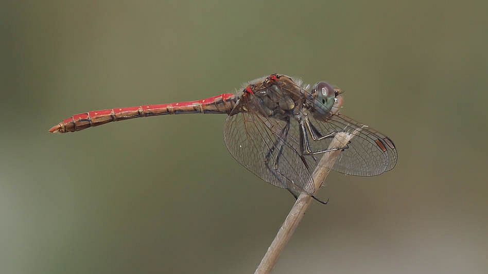 Sympetrum sinaiticum male-190065.jpg