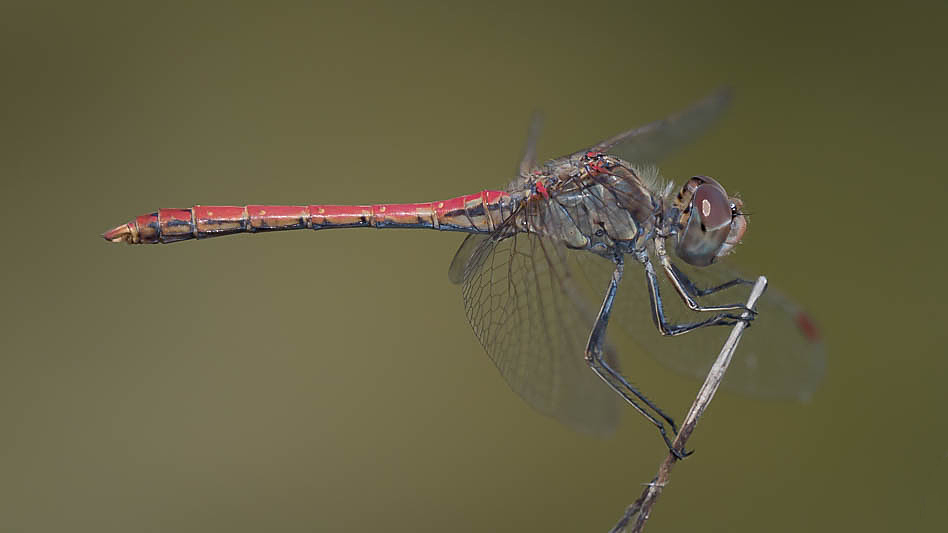 Sympetrum sinaiticum male-190113.jpg