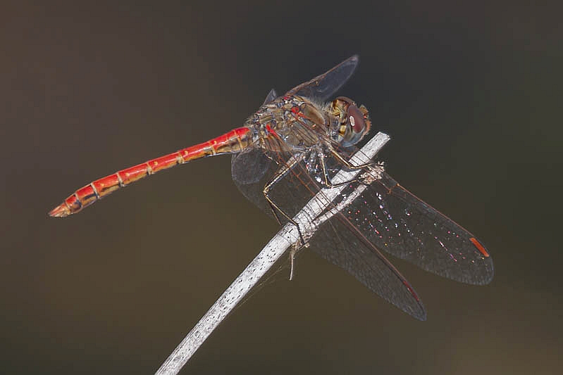 Sympetrum sinaiticum male-2181.jpg