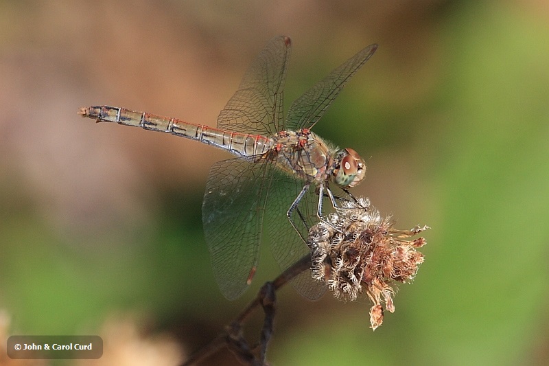 IMG_1978_Sympetrum_striolatum.JPG