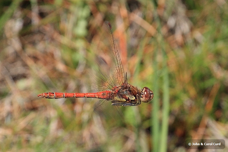 IMG_2340_Sympetrum_striolatum.JPG