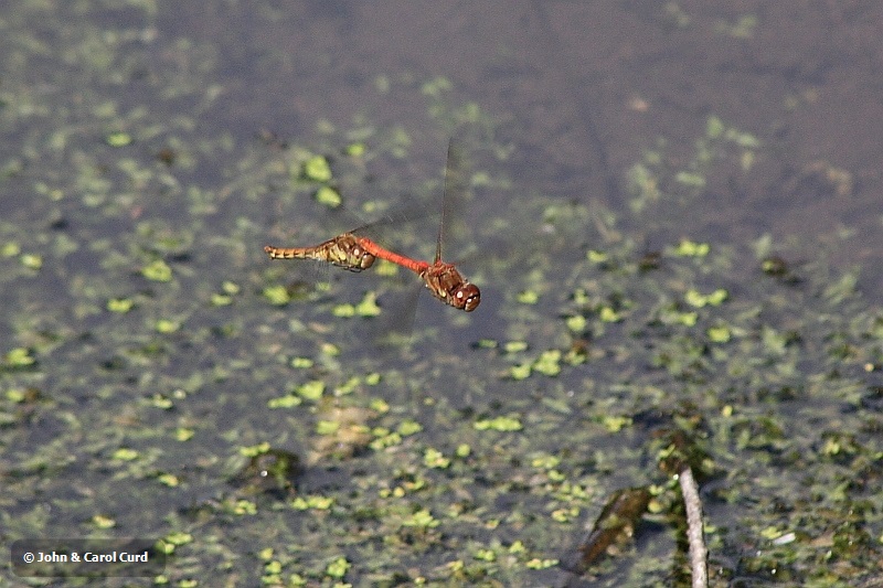 IMG_2606_Sympetrum_striolatum.JPG