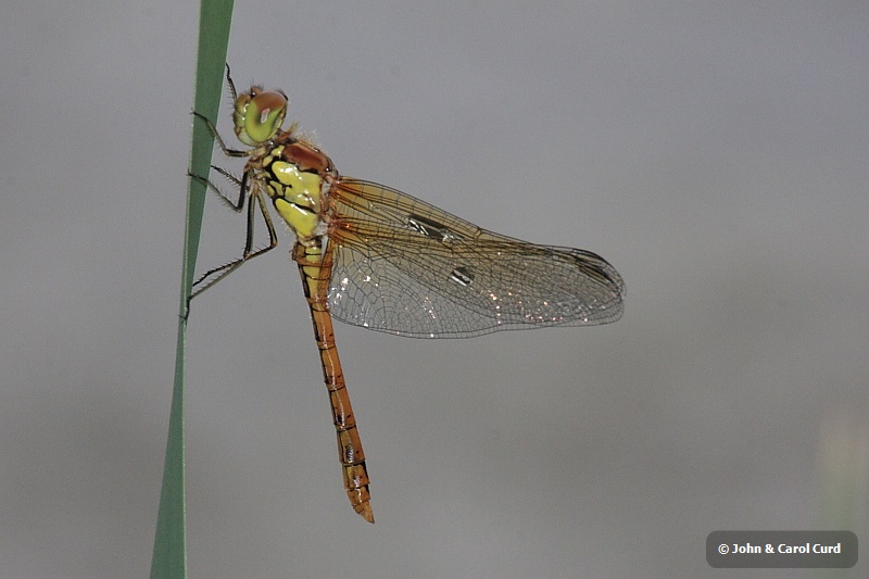 IMG_7030_Sympetrum_striolatum.JPG