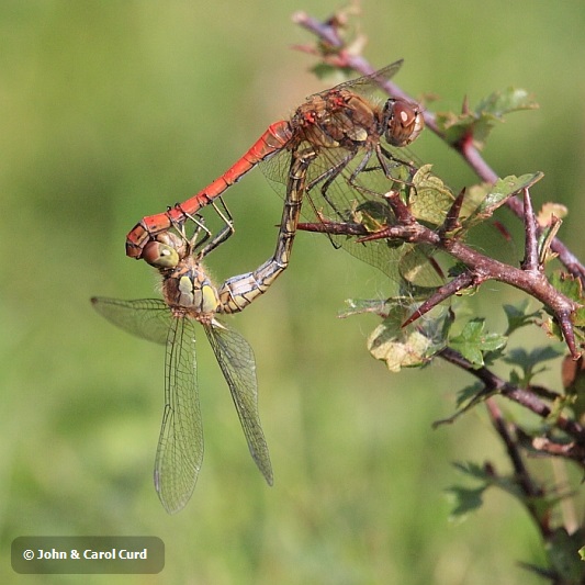 IMG_7587_Sympetrum_striolatum.JPG