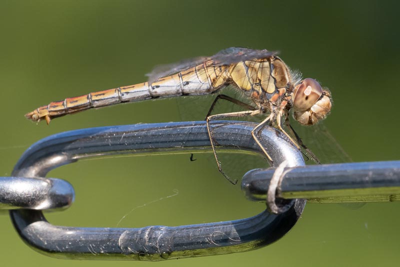 Sympetrum vulgatum female-10.jpg